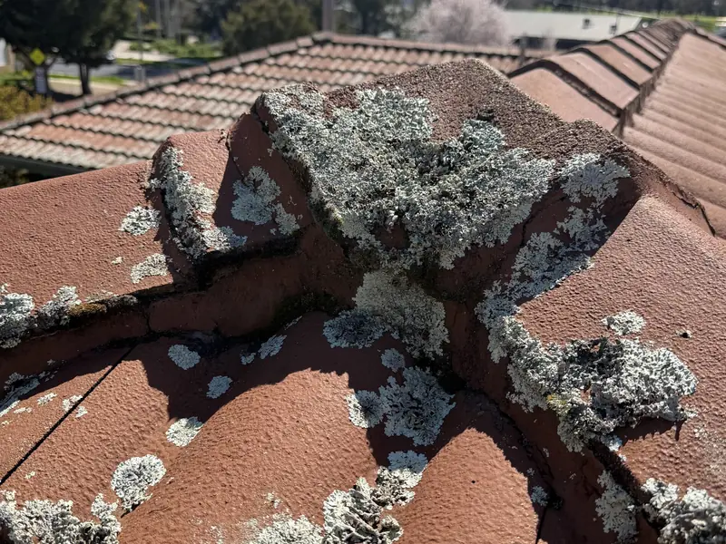 Ridge capping with crumbling pointing and lichen